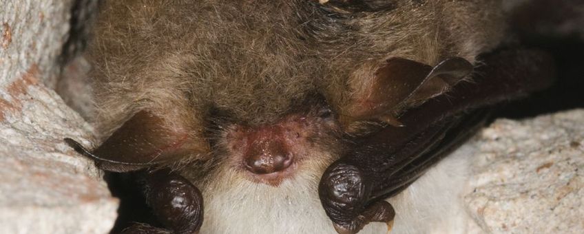 Franjestaart in winterslaap