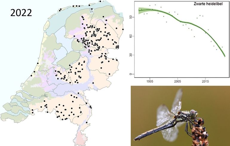 Waarnemingen zwarte heidelibel in 2022 en de trend vanaf 1997