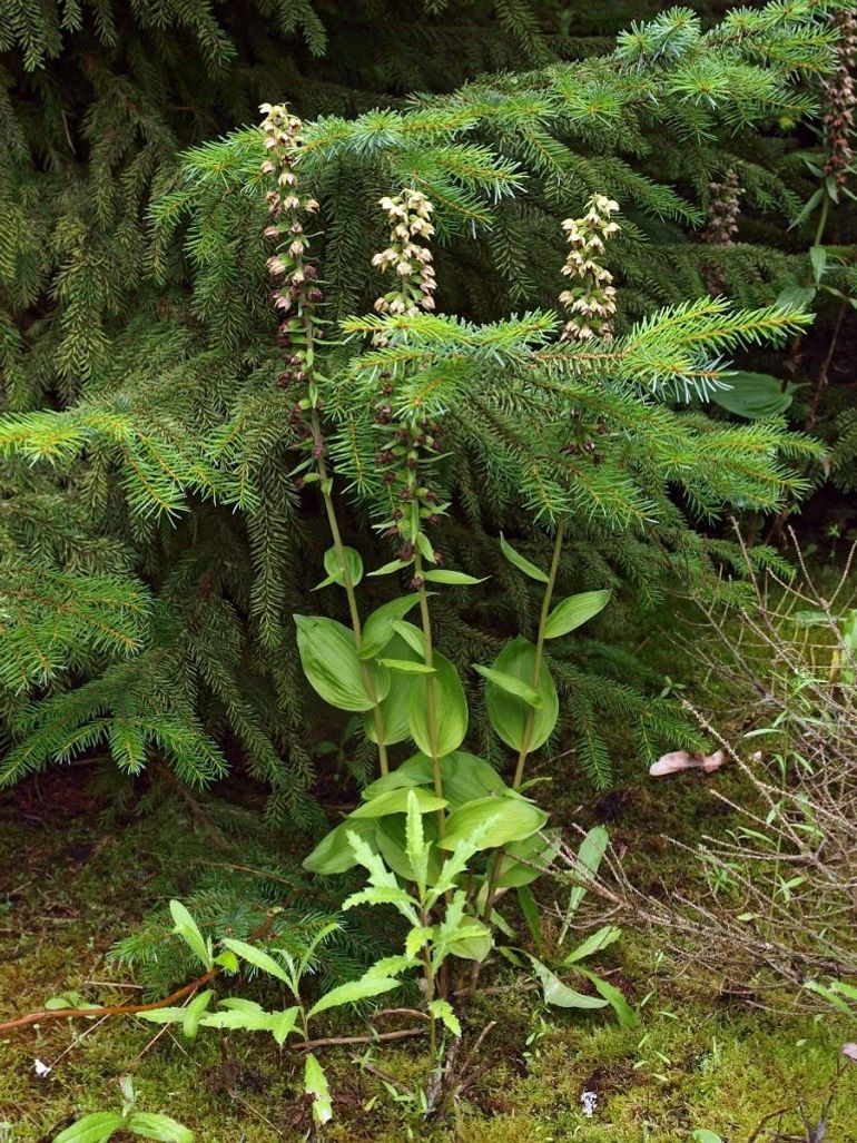 Brede wespenorchis in bloei