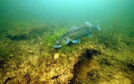 Snoekbaarsman bewaakt nest