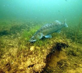 Snoekbaarsman bewaakt nest