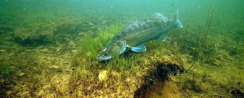 Snoekbaarsman bewaakt nest