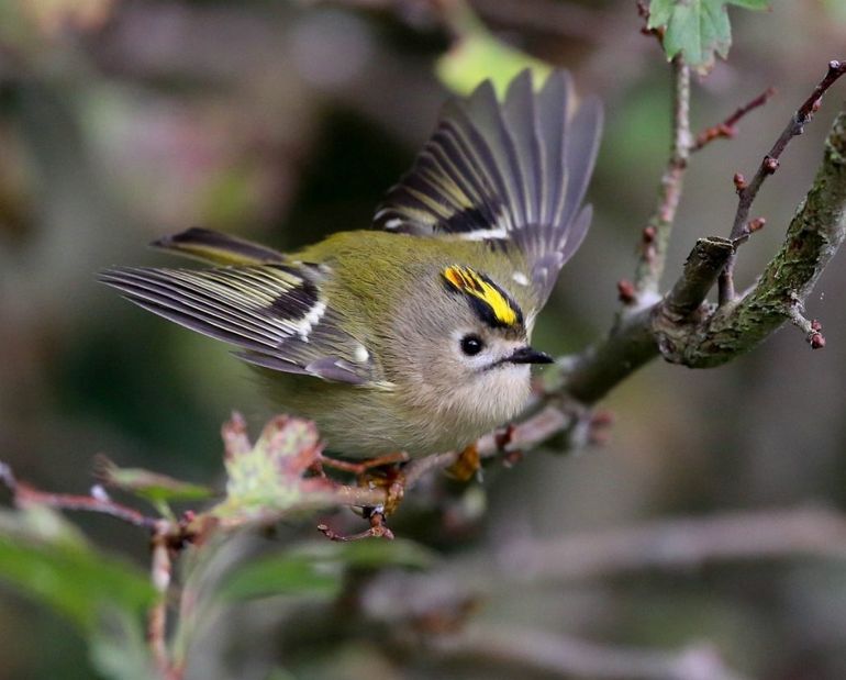 Het goudhaantje is een druk fladderende vogel die je meestal alleen bovenin de boom ziet 