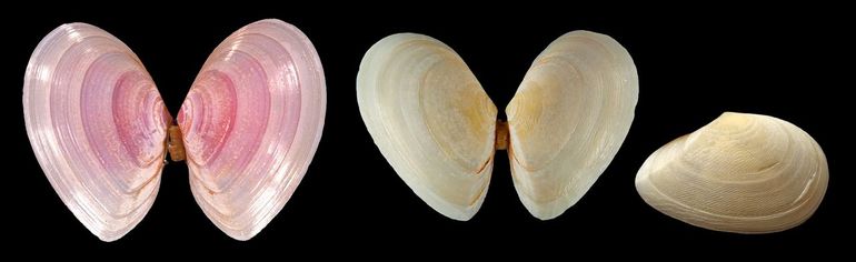 Platschelpjes zijn net vlindertjes. Links: Tere platschelp (Macomangulus tenuis). Midden: Rechtsgestreepte platschelp (Fabulina fabula). Rechts: alleen de rechterklep heeft zeer fijne, schuingeplaatste dwarsgroefjes