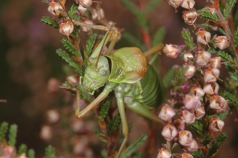 De bedreigde zadelsprinkhaan krijgt speciale bescherming op de Veluwe