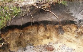 Podzol op de Lüneburger Heide (Duitsland)