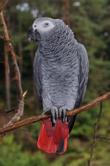 One of the worlds most popular bird species, the African grey parrot is decreasing rapidly