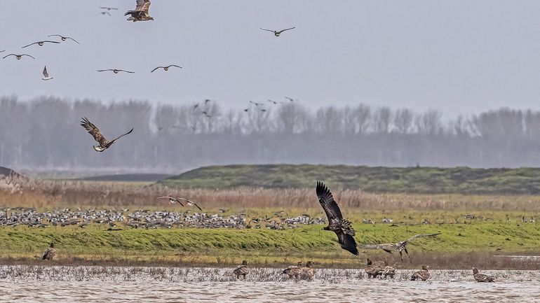 Begin januari 2023 bezochten veertien jonge zeearenden de Oostvaardersplassen