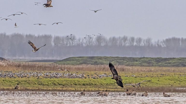 Begin januari 2023 bezochten veertien jonge zeearenden de Oostvaardersplassen