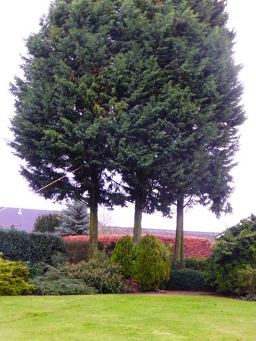 De tuin met hoge coniferen en heel weinig onderbegroeiing