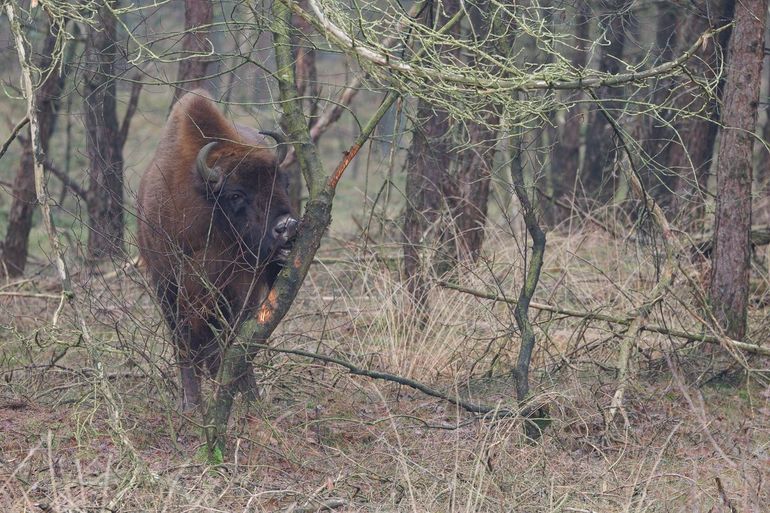 Megafauna, oftewel de grote grazers zoals wisent, hert en paard, staan bekend als grazers. Maar het positieve effect van alle grazers wordt bereikt door een uitgebreid scala aan gedragingen. Samen sturen zij natuurlijke processen en ontwikkelen zij stabiele ecosystemen