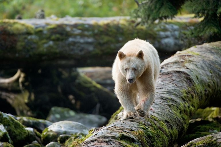 'Wild Canada - Great Bear Rainforest' is leuk voor het hele gezin
