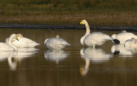 Cygnus cygnus. Wilde zwaan