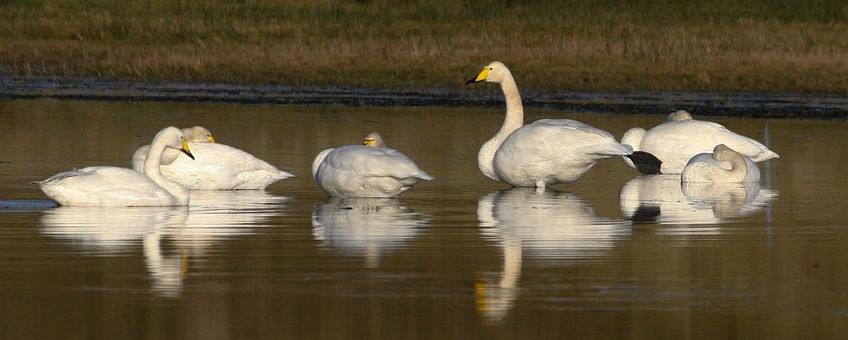 Cygnus cygnus. Wilde zwaan