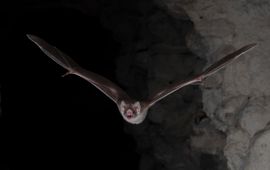 Brock Fenton Vampire bat