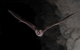 Vampire bat