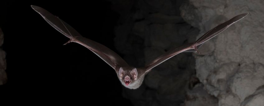 Vampire bat