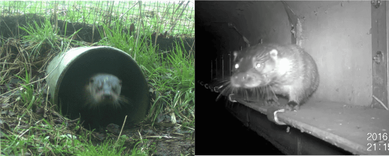 Otter in faunabuis en op loopplank