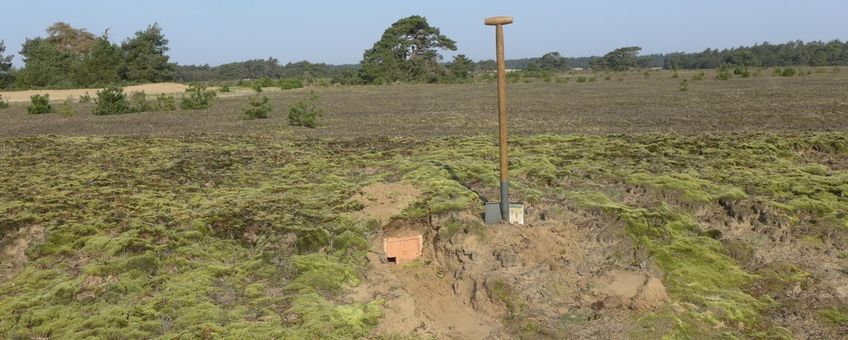 ) In totaal zijn bijna dertig nestkasten ingegraven om tapuiten te verleiden weer op de Veluwe te komen broeden (alternatief)