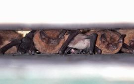 Kraamgroep dwergvleermuizen in een vleermuiskast