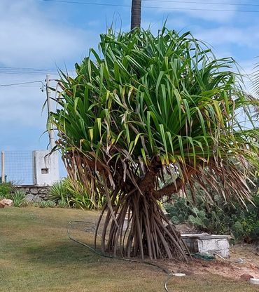 Een pandanus in Porto de Sauipe, Brazilië, 2024