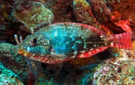 Photo credit: Marion Haarsma Redband Parrotfish (Sparisoma aurofrenatum)