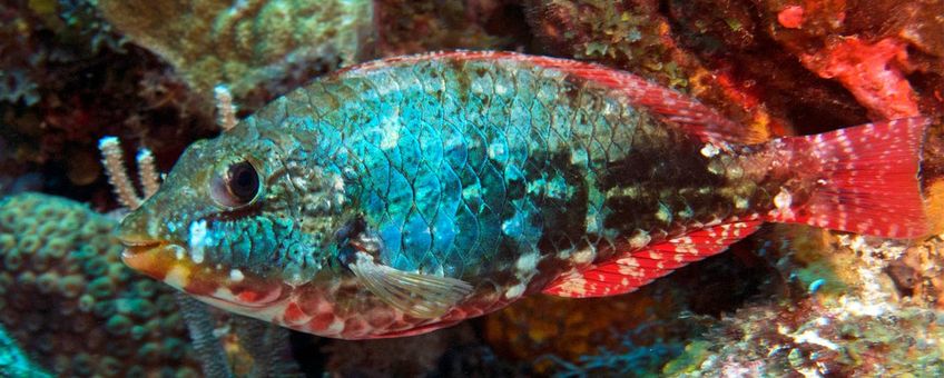 Redband Parrotfish (Sparisoma aurofrenatum)