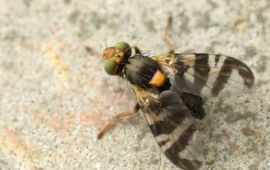 Baudewijn Odé Boorvlieg Rhagoletis cerasi