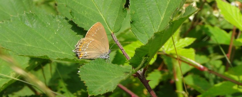 Bruine eikenpage