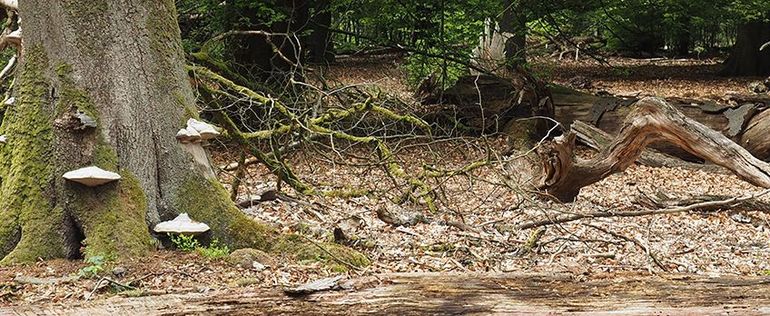 De aanwezigheid van dood en afstervend hout maken de bossen gevarieerder en soortenrijker