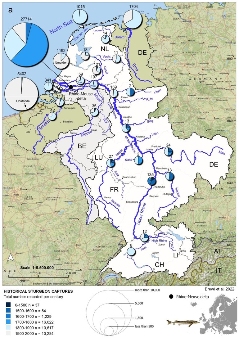 Historisch overzicht van de steurvangsten