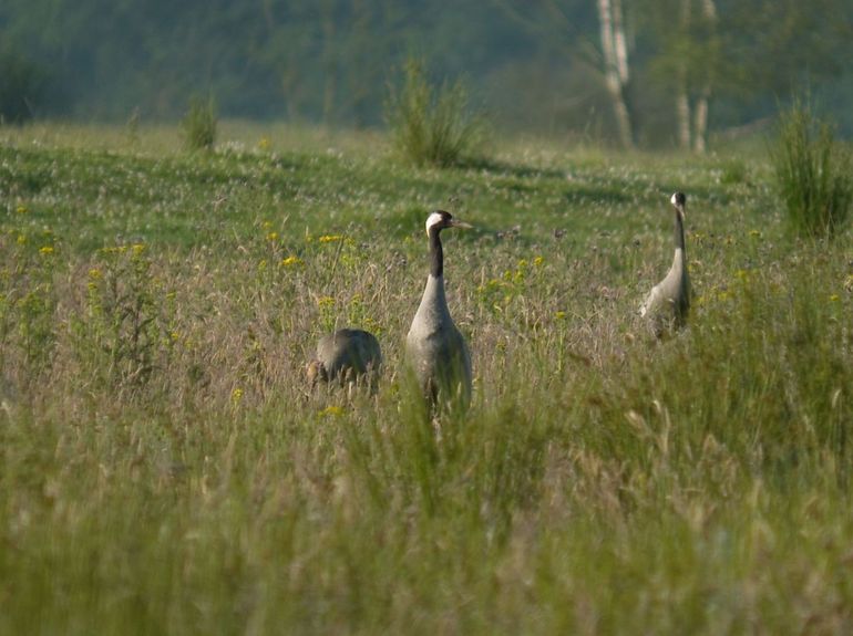 Kraanvogels in het Fochteloërveen