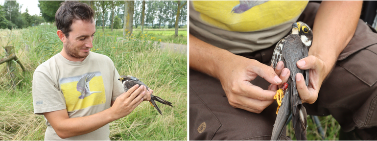 Links: Onderzoeker Kjell Janssens met gezenderde boomvalk Thei. Rechts: Thei met kleurring