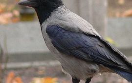 wikipediaGNU bonte kraai vierkant