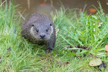 De otter is vaak verkeerslachtoffer omdat hij kilometers ver kan zwerven en daarbij soms wegen oversteekt