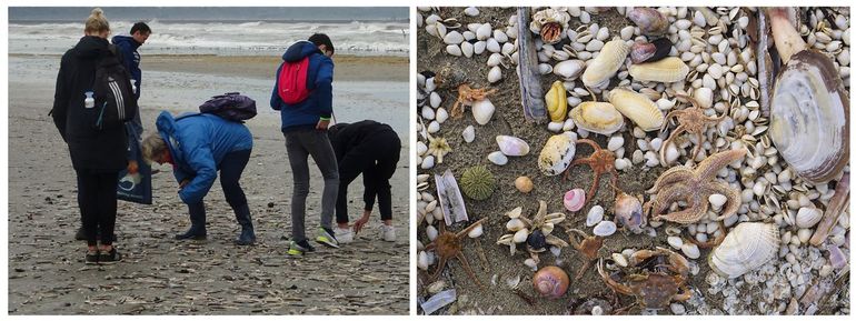 Lezen over schelpen en dan zoeken, of juist omgekeerd. Links: zoekenden op het strand bij Hoek van Holland. Rechts: aanspoelsel IJmuiden