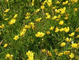 Saxifraga-Hans Dekker Ranunculus repens, Kruipende boterbloem,