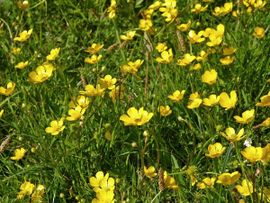 Ranunculus repens, Kruipende boterbloem,