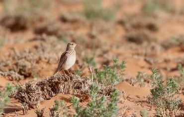 Duponts leeuwerik, één van de (zeldzamere) prooisoorten van grauwe kiekendieven in Marokko