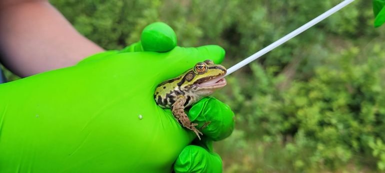 Het afnemen van wangslijmvlies bij een groene kikker