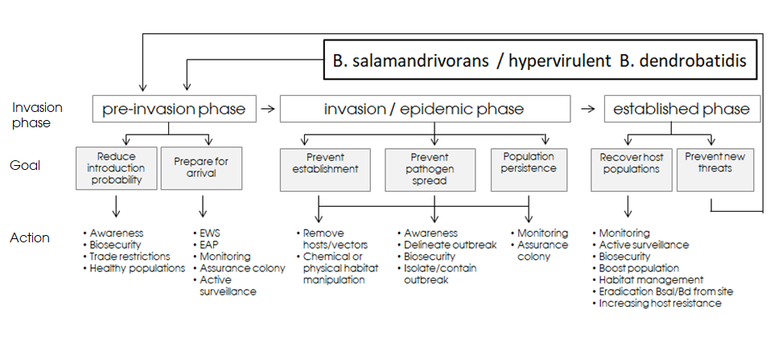 Aan de hand van de verschillende ‘invasie-fasen’ aangegeven welke beheersmaatregel het meest effectief is. Hierbij worden drie fasen onderscheiden: 1) pre-invasie, 2) invasie/epidemie en 3) gevestigd