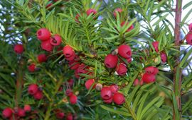 Taxus Saxifraga