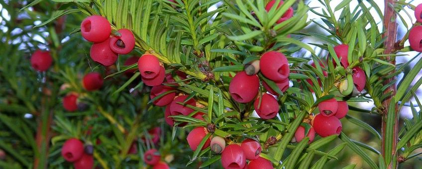 Taxus Saxifraga