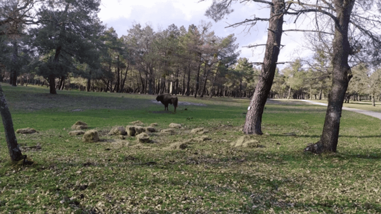 De eerste Kraansvlakstier op Spaanse bodem in La Serreta