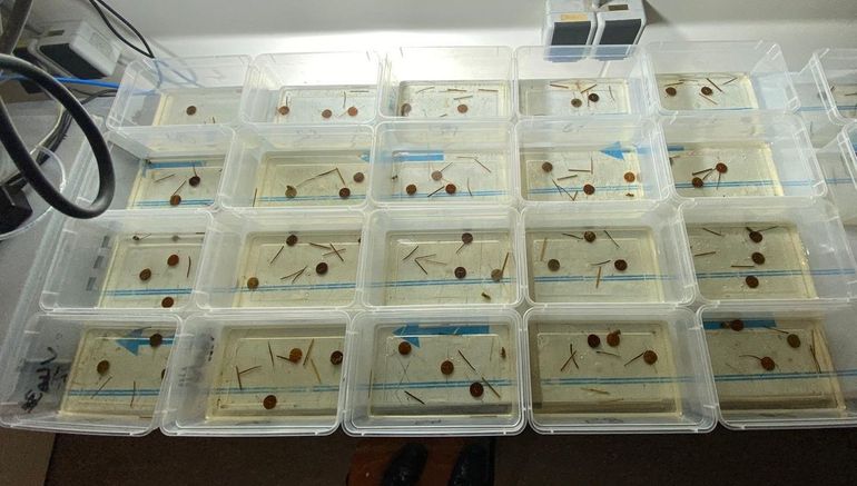 De proefopstelling voor het experiment met de plantensoorten. De bladsoorten zijn hierin van gelijke grootte gemaakt