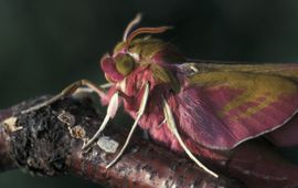 Deilephila elpenor, Groot avondrood