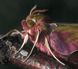 Deilephila elpenor, Groot avondrood