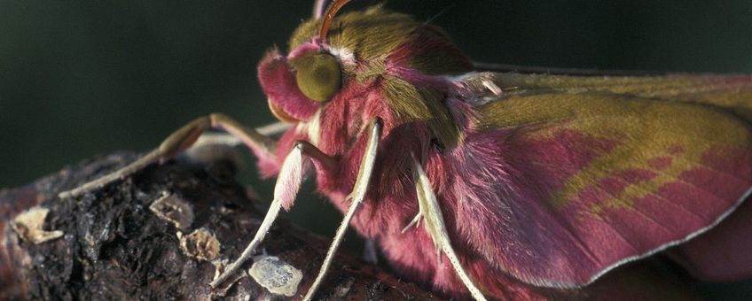 Deilephila elpenor, Groot avondrood