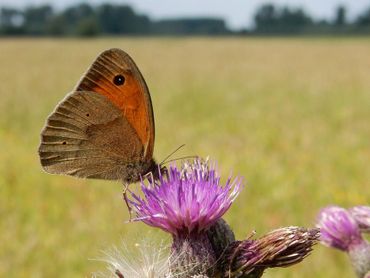 Een mannetje bruin zandoogje