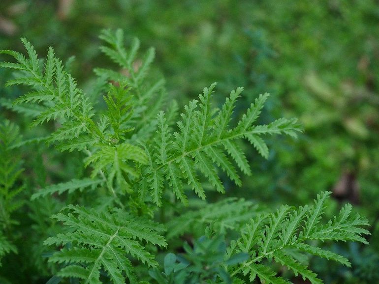 Blad van het boerenwormkruid